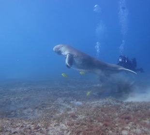 Dugong