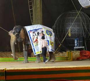 Der Elefant spielt Fußball