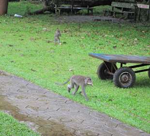 Makaken auf der Flucht