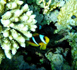 Delfine erleben mit Yasser