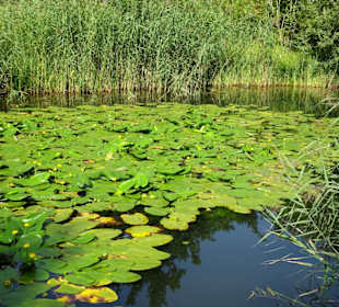 Am Seerosenteich der Gärten