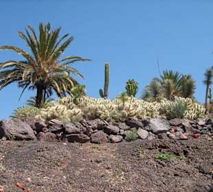 Cactus Garden Oasis Park
