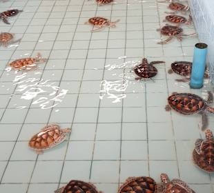 Khao Lak Land Discovery