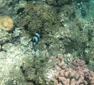 Tauchbasis Tauchen unter Freunden