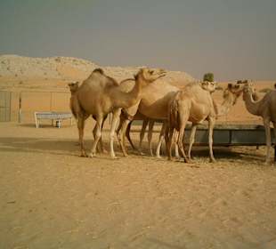 Die Kamelfarm