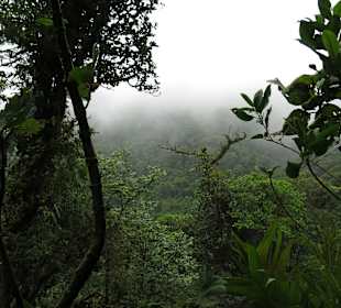 Nebelwald Santa Elena / Monteverde