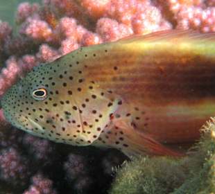 Ich bin der Wächter