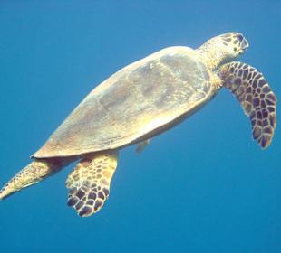 Schildkröte in der Hausbucht