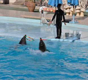 Dolphin Sharm elshiek show