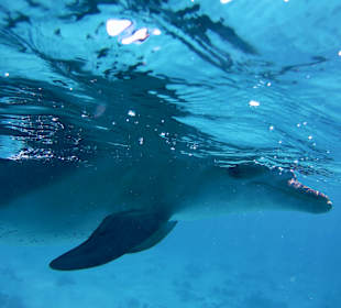 Delfine 3