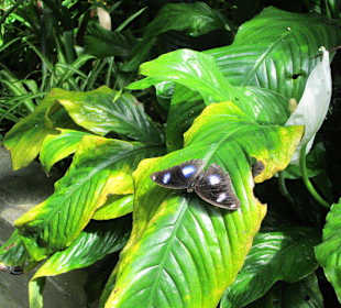 Das Schmetterlingshaus Villa Garzoni