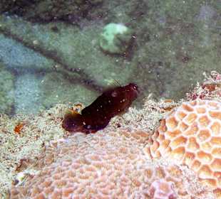 Fische am Hausriff Coral Cove Chalet