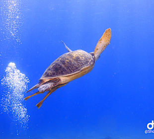 Schnorcheln Makadi Bay