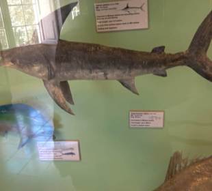 Naturhistorisches Museum