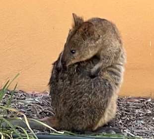 Quokka