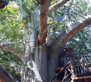 Baobab Baum