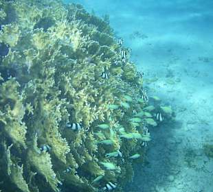 Koralle und Fische in der Lagune