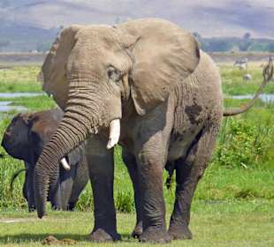Elefant