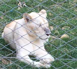 Lioness at Casela