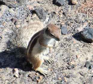 Ein Streifenhörnchen