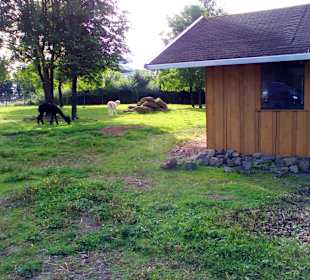 Der neue Wildpark in Bad Marienberg