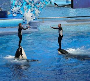 Shamu-Show