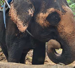 Elefanten Camp 