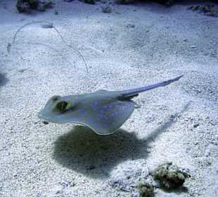 Nurkowanie w Sharm el Sheikh - podwodne życie