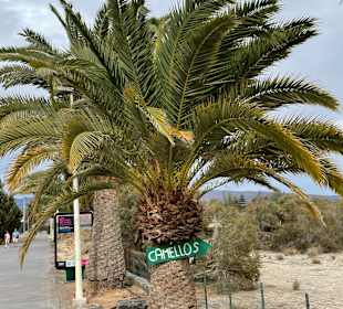 Kamelreiten Maspalomas