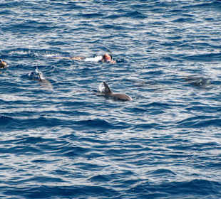 Schnorcheln mit Delphine