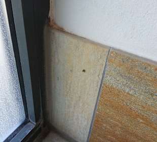 Kleine schwarze Plagegeister