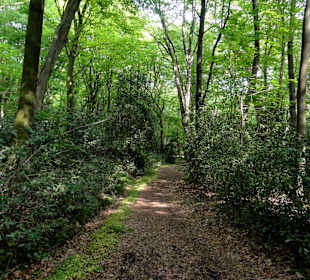 Im Urwaldbereich des Hasbruch