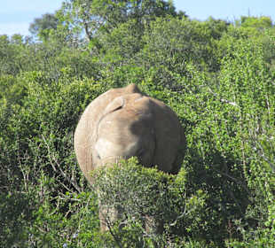 Und natürlich Elephanten