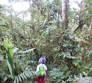 Wanderung durch den Nebelwald/Regenwald