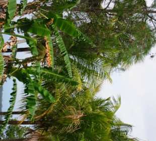   Edison Ford Winterestates