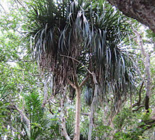 Dschungeltripp im Jozani Wald