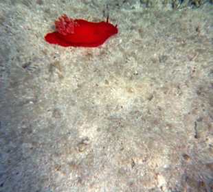 seltene Nacktschnecke ( Spanische Tänzerin )