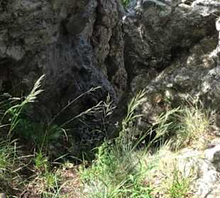 Premiumwanderweg "hochgelegen"