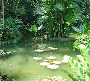 Botanischer Garten Singapur 