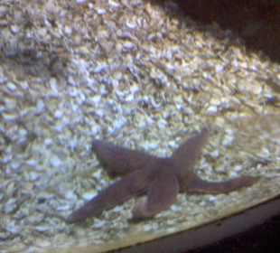 Aquarium Westerland