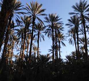 Palmenoase und Kutschfahrt