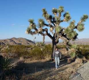 Joshua Tree N.P.