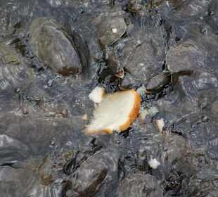 Eressous bei den Schildkröten