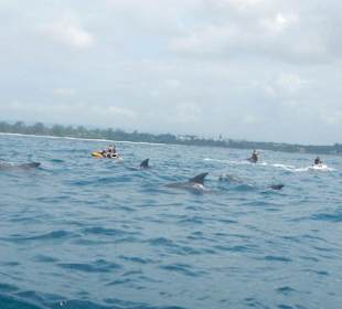 Delfine folgen uns...