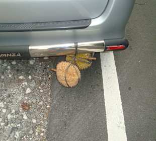 Duriantransport made bei Otto