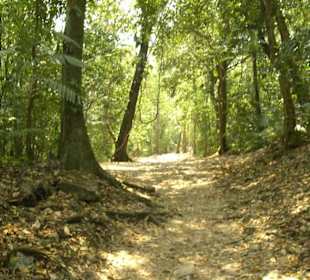 Der Feldweg zur Mayastätte