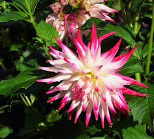 Impressionen aus dem Dahliengarten Hamburg