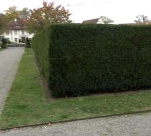 Hofgsarten