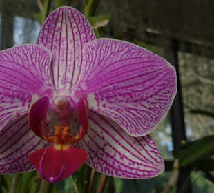 Orchidee