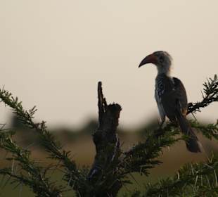 Vogel in Taita Hills